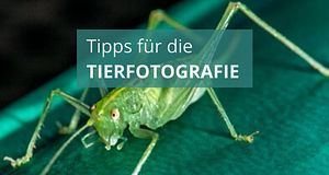 Tipps für die Tierfotografie